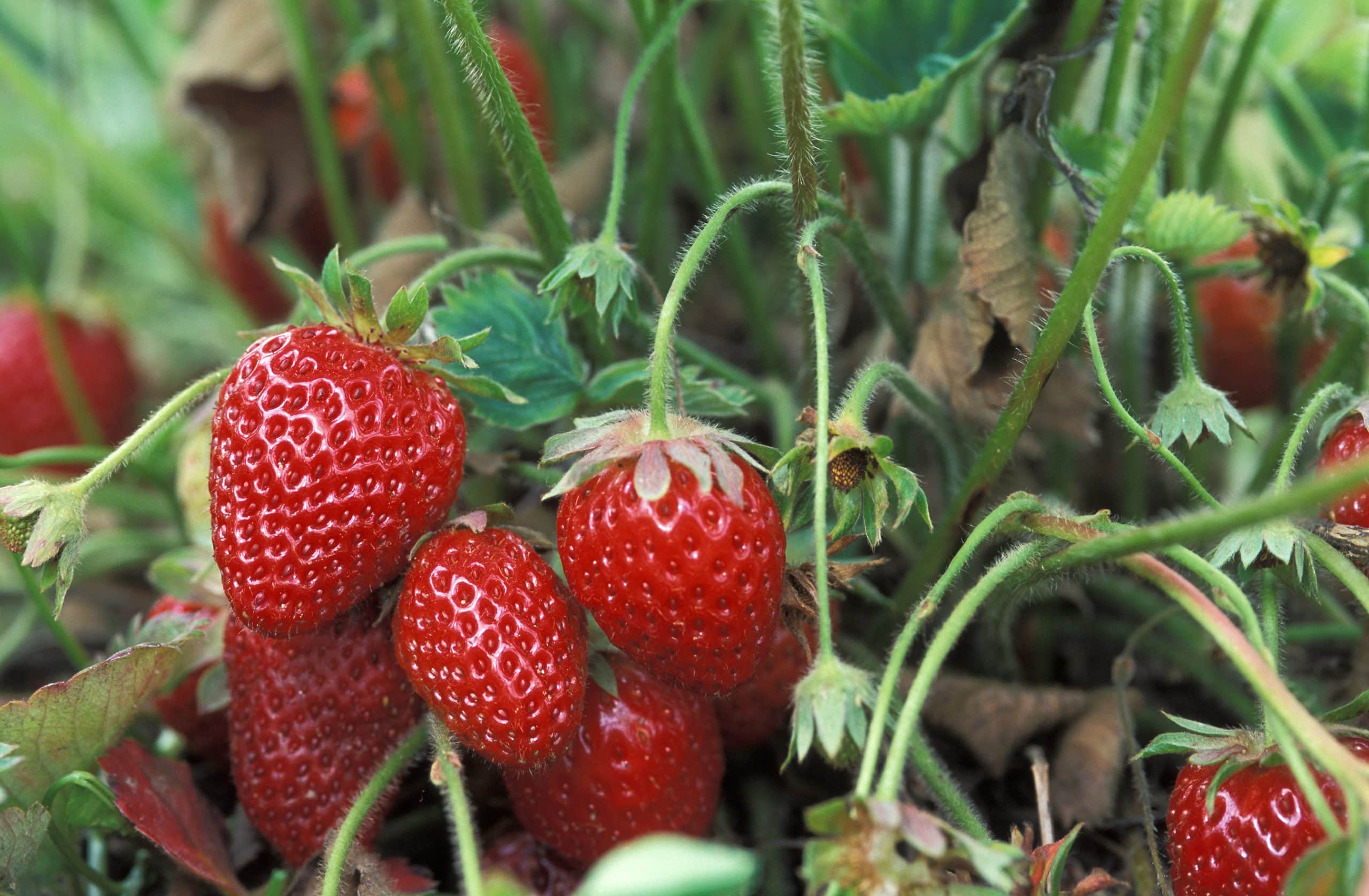 strawberries growing on the plant