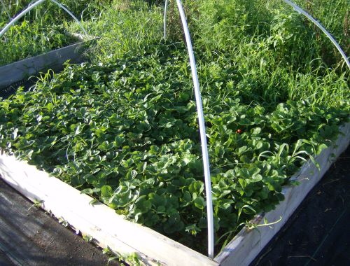 strawberry plants