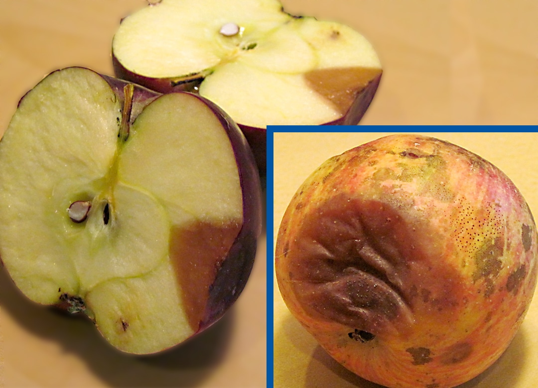 summer rots on fruit