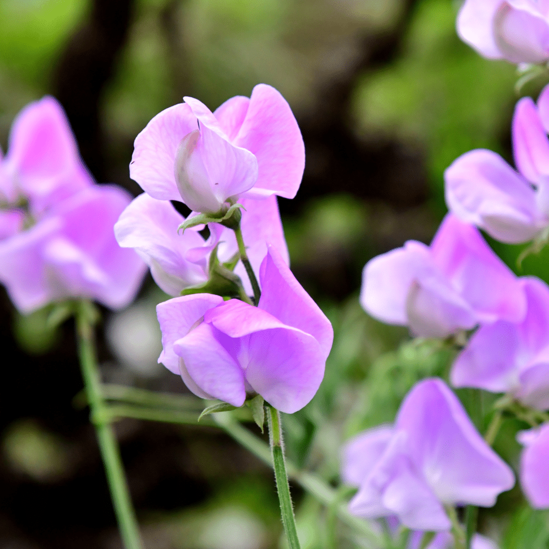 Close-up photo of lavender-colored sweet pea blossoms.