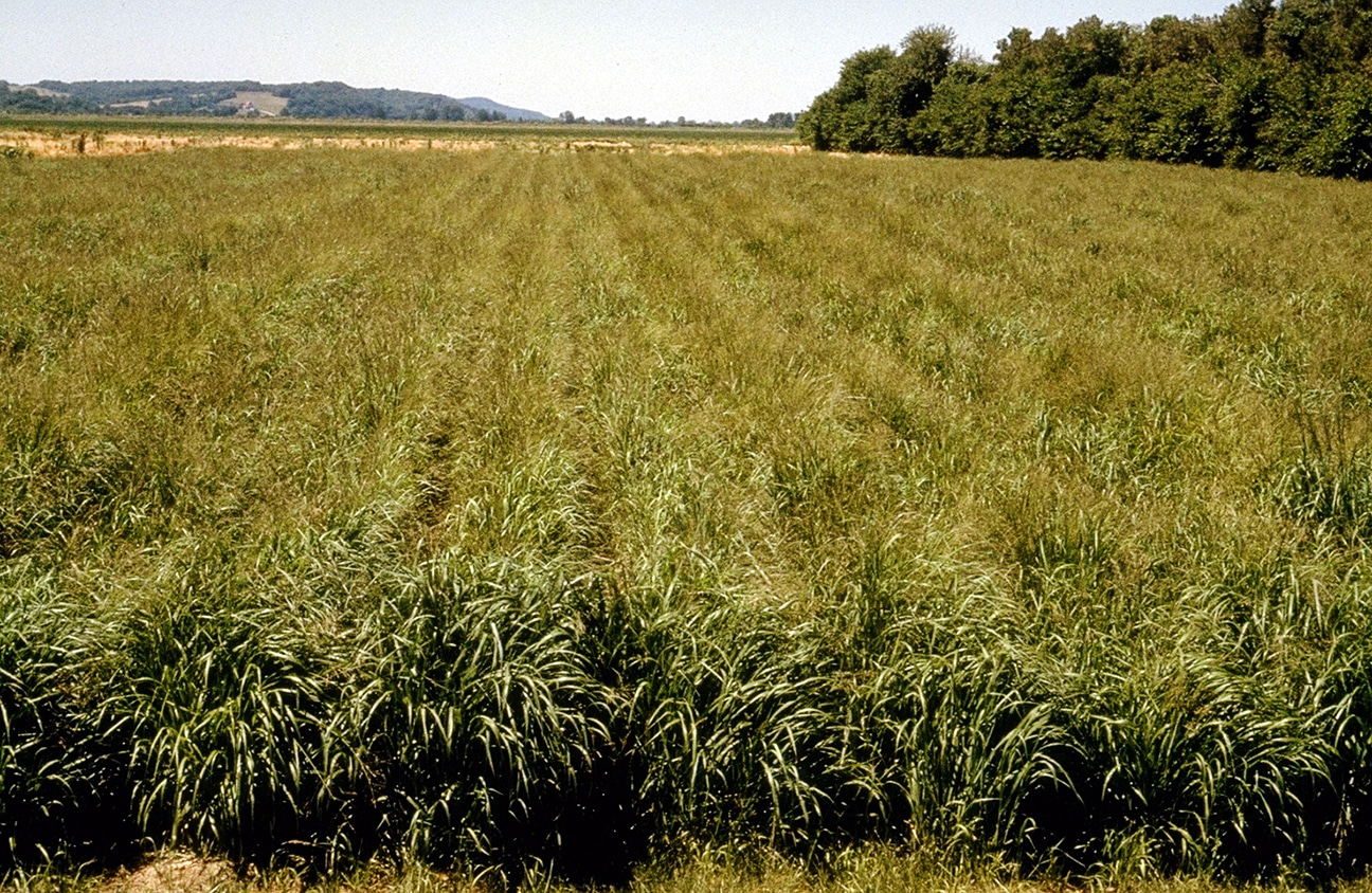 a field of switchgrass
