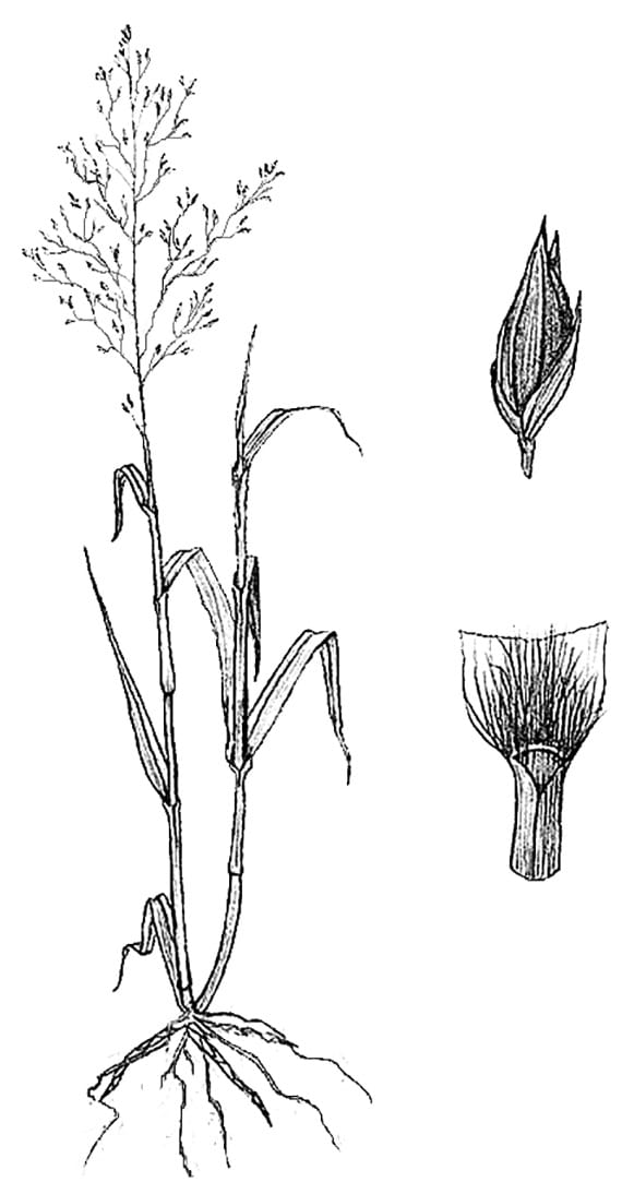 cross section of switchgrass illustration