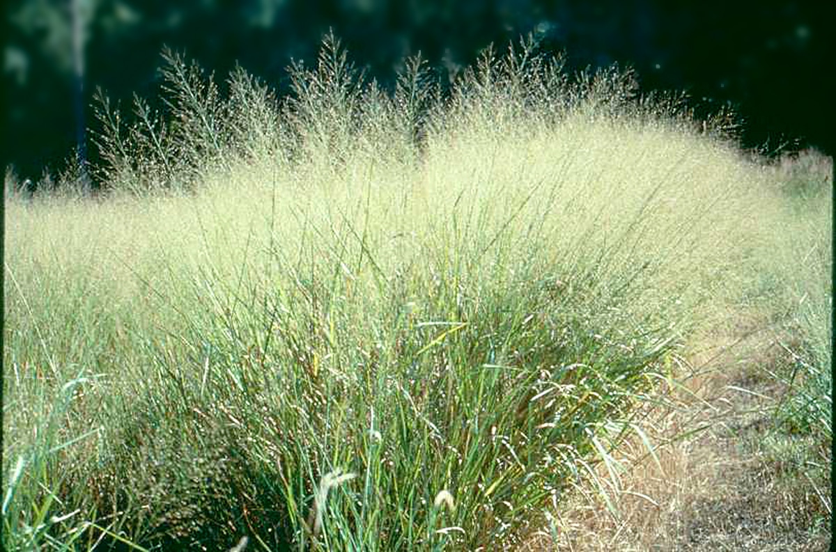 up close view of switchgrass