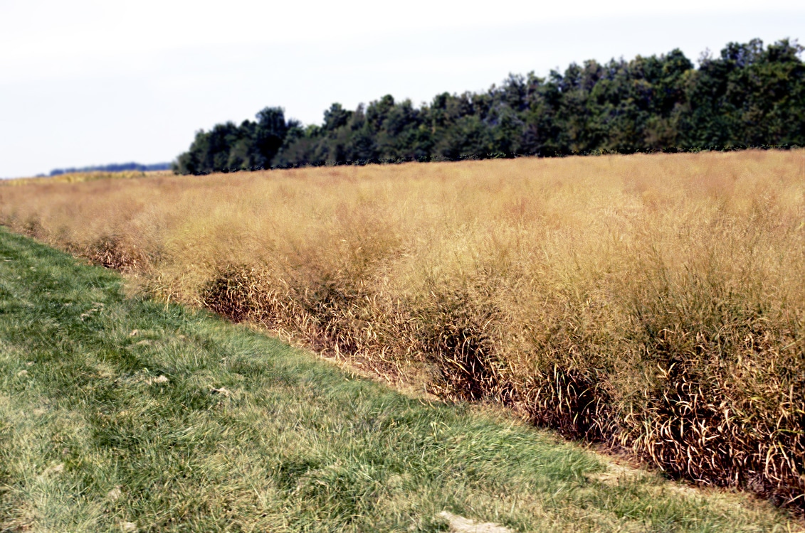 switchgrass on the bordering a crop field