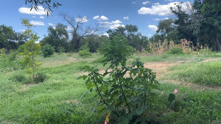 The Tamox Talom Food Forest, a newly planted food forest in San Antonio, Texas