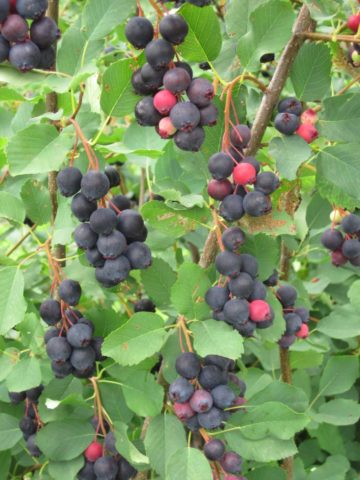 June Berries on branch