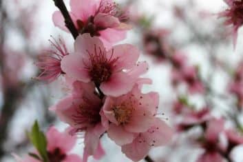 peach blossom