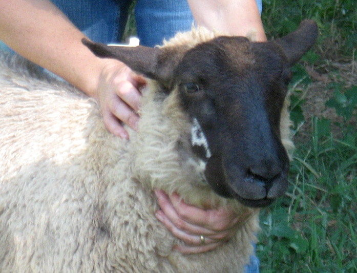 a woman handling a sheep