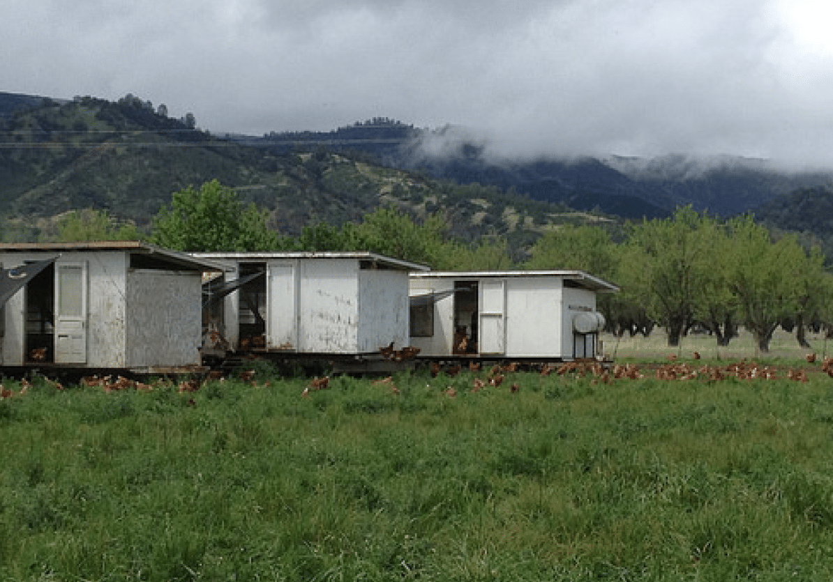 poultry in pasture