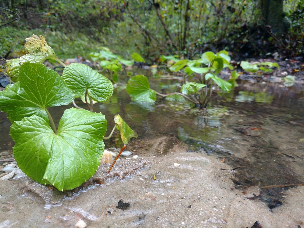 Year 1: Tissue culture wasabi plants by Danielle Crocker