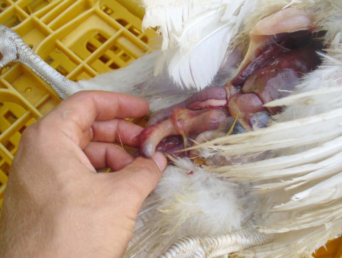 Ciego agrandado y lleno de tejido necrótico amarillento en un pavo infectado por Blackhead