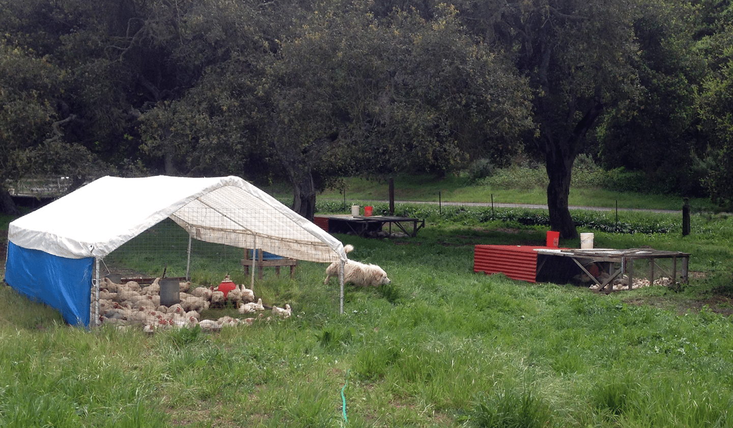 turkeys in a pasture with a guard dog