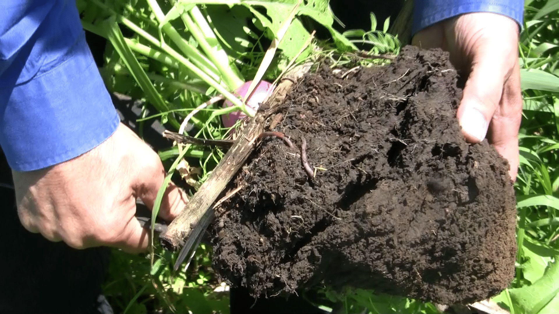 Un nabo de raíz pivotante procedente del cultivo de cobertura forrajera