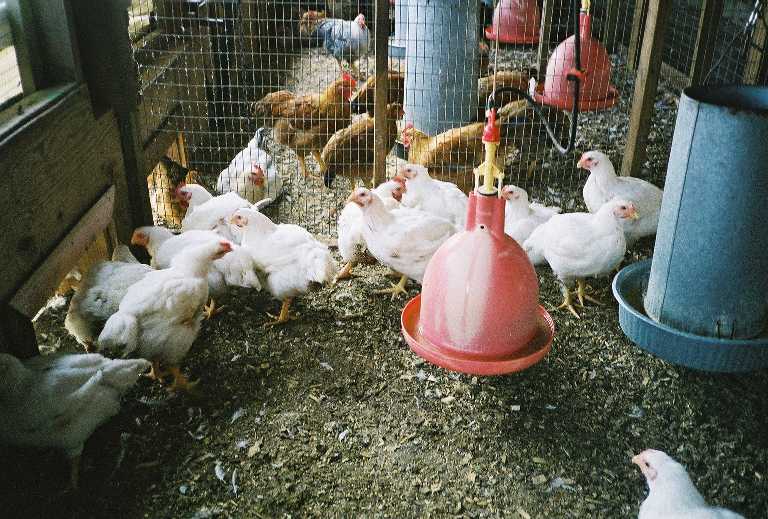 inside of a chicken house