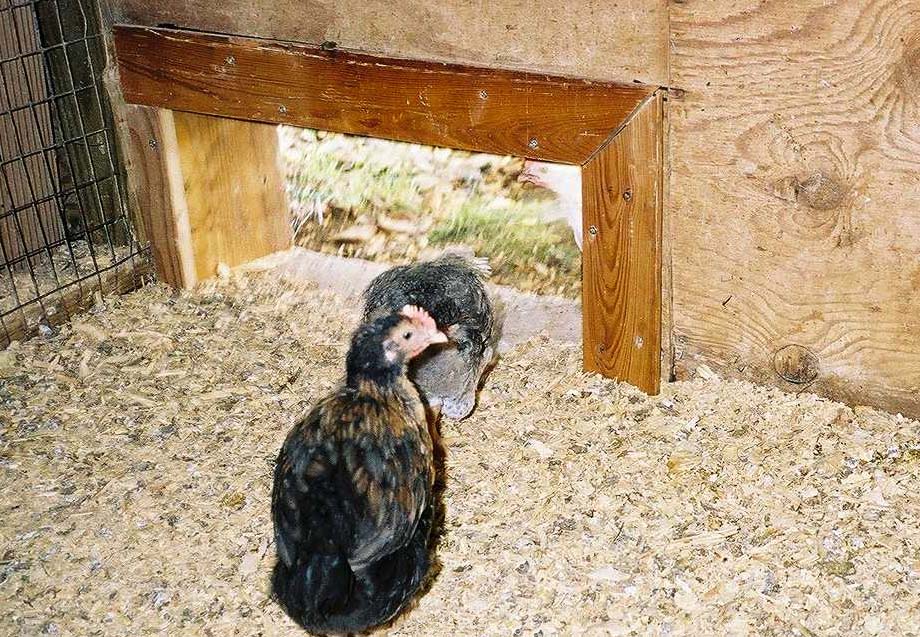 chicks in a brooder