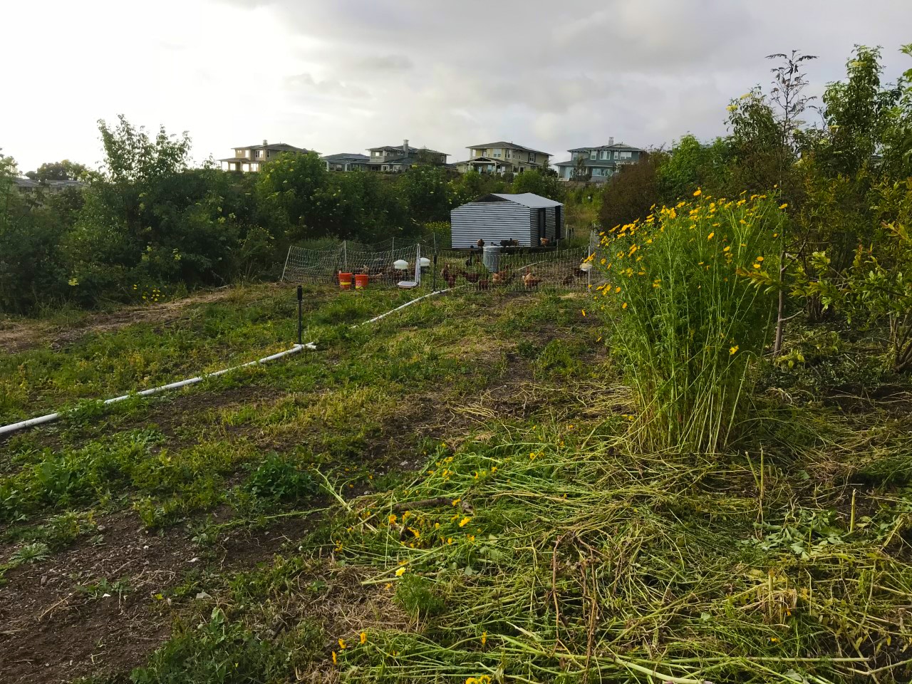 An urban pastured poultry silvopasture system at Coastal Roots Farm in San Diego, California.