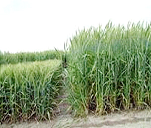 variety selection