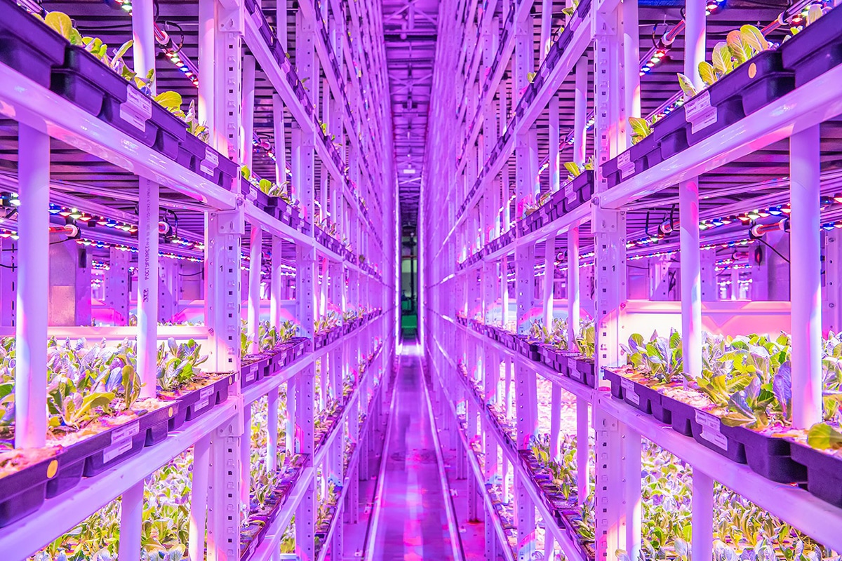 Photo of Urban vertical farm 