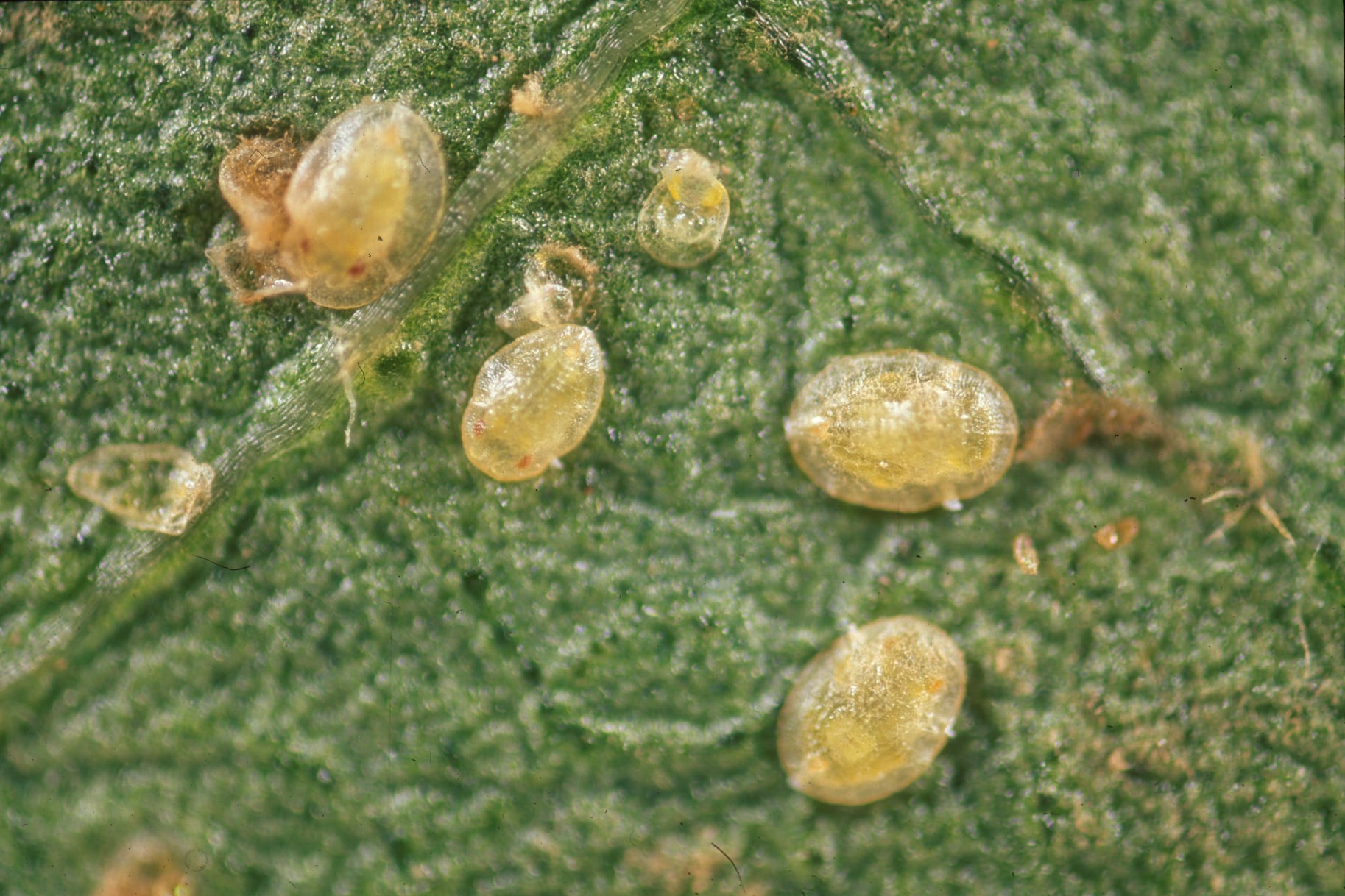 Bemisia nymphs feeding upon the undersides of leaves in a greenhouse setting.