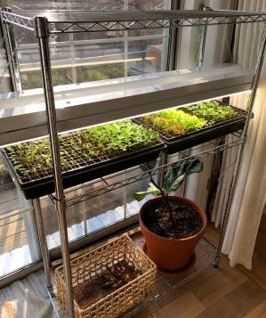 Seedlings under lights