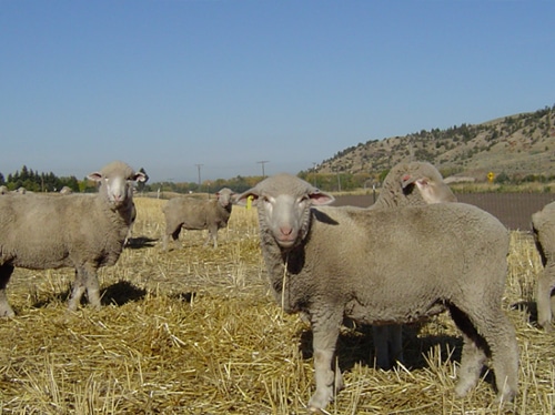 Yearling sheep on wheat stubble in late fall. 