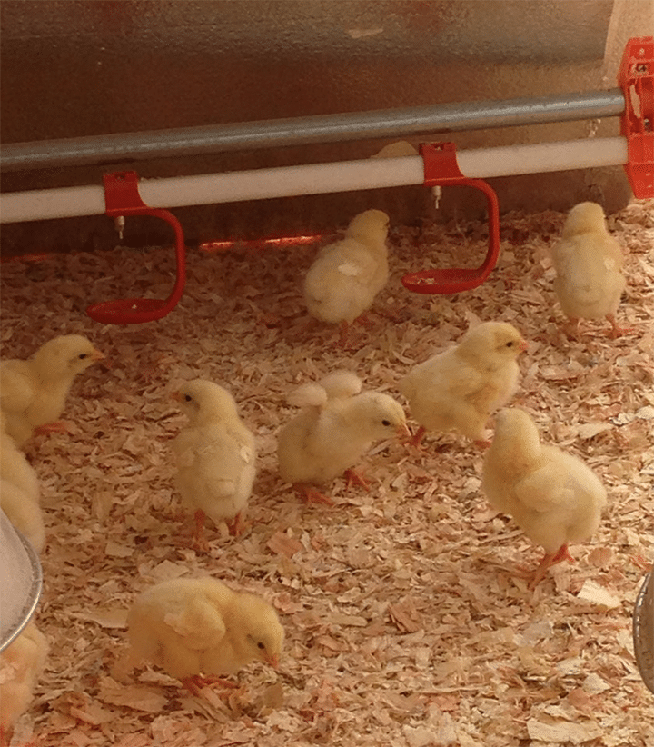 A clean environment with young birds