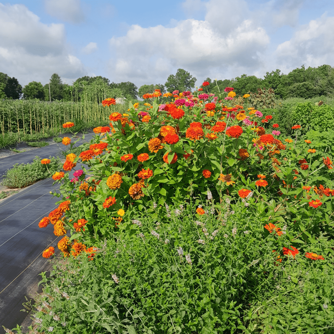 Large row of orange zinnias growing on a farm.