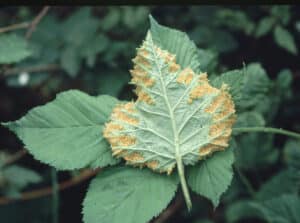 orange rust on blackberry