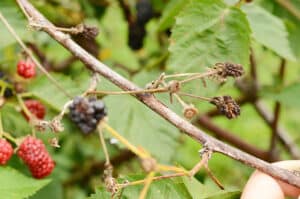 Anthracnose