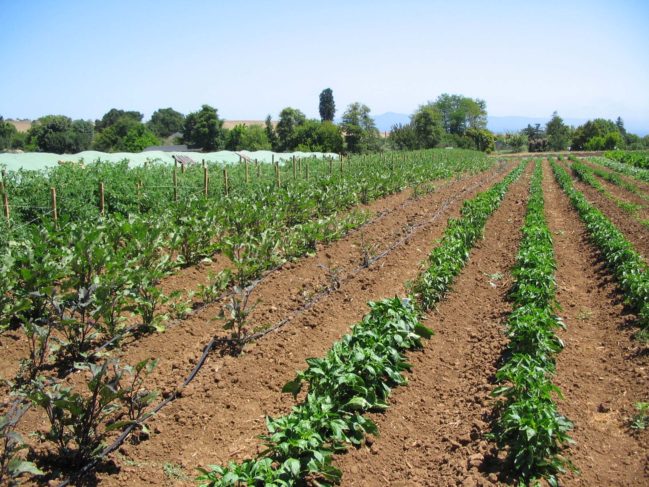 Symphylan damage in two rows of eggplants