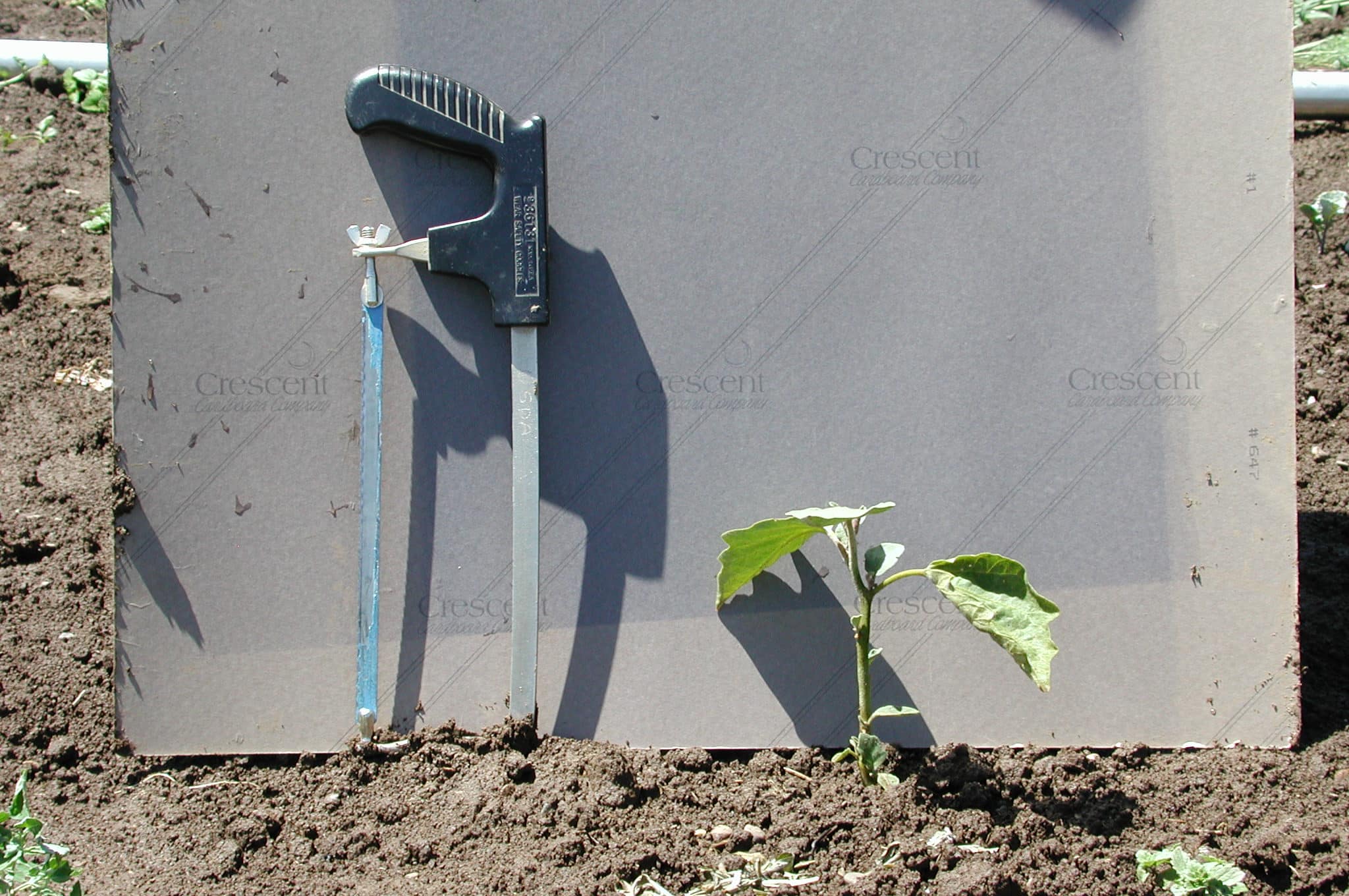Eggplant stunted by garden symphylans
