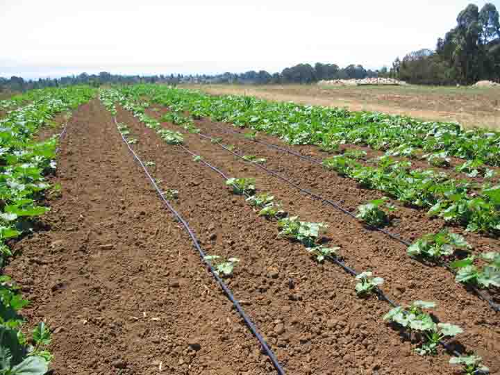 Rows of peppers severely stunted by symphylans