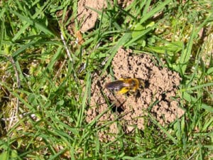mining bee carrying load of yellow pollen