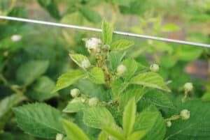Aphids