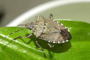 Brown marmorated stink bug