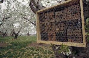 Blue orchard bee nests in cherry orchard