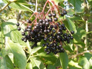 Black Elderberries
