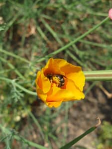 Sweat bee foraging in California poppy.