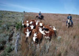 Cattle grazing in Colorado