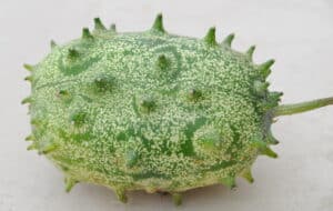 chifrudo melon
