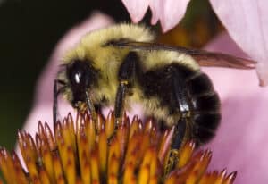 Common eastern bumble bee netaring on purple coneflower