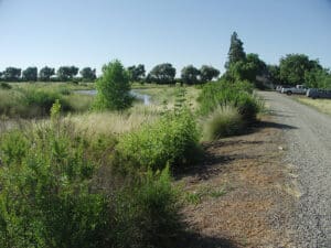 creekside vegetation