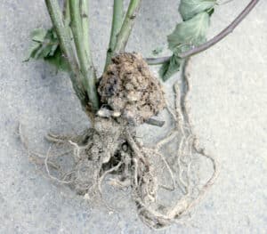 Crown gall