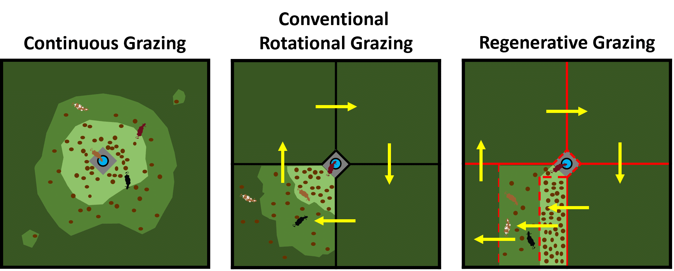 Grazing and Manure Distribution of Three Different Grazing Strategies