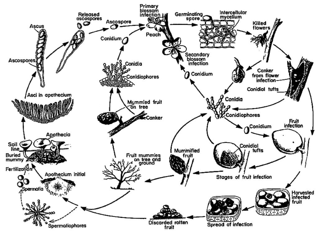 Figure 1. Disease cycle of brown rot