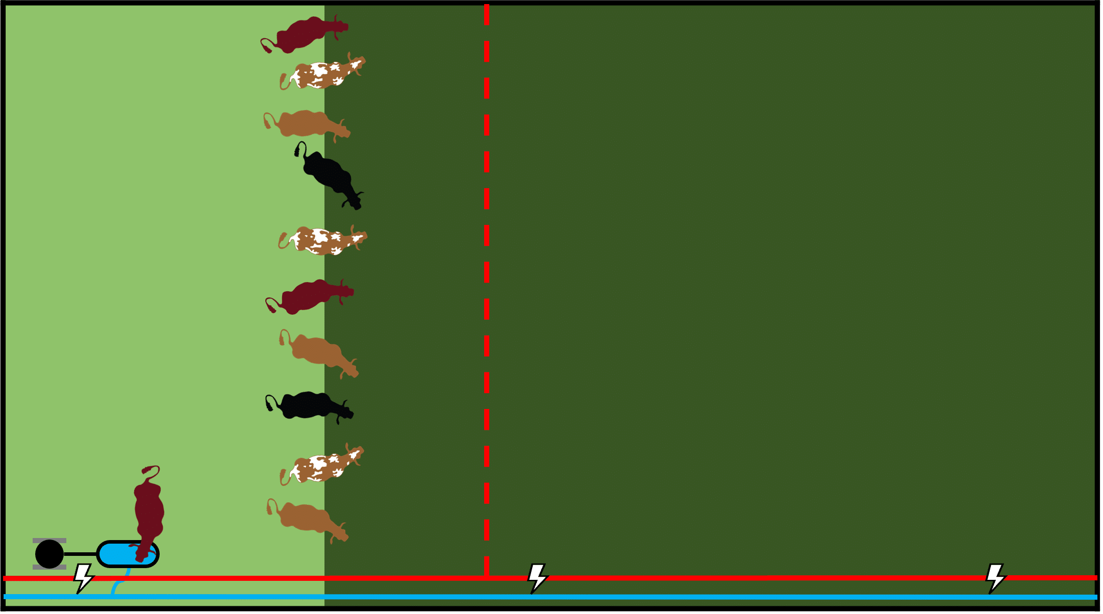 livestock advance to the next paddock