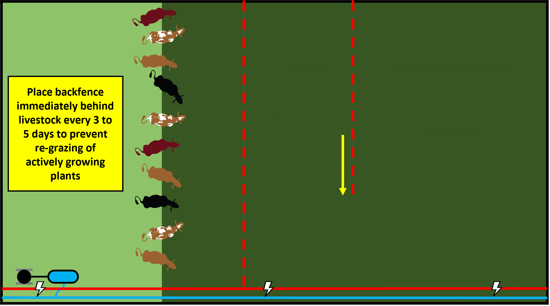 Livestock slowly advance themselves into the next paddock by walking forward a few steps