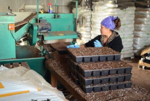 Cell packs are filled with organic media using a mechanized filler at Peace Farm Organics