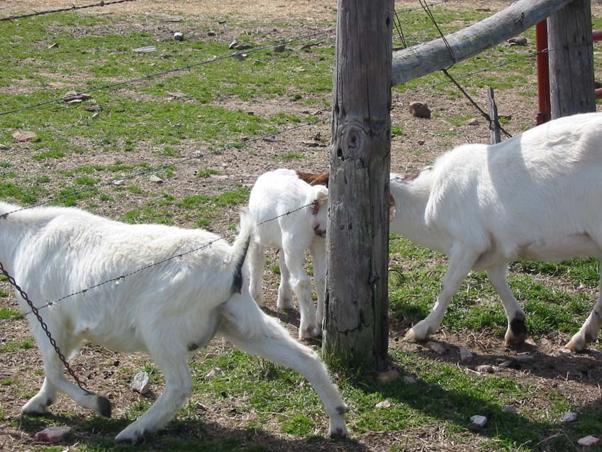 Las vallas convencionales de los ranchos no sirven para contener a las cabras