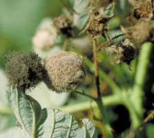 Gray mold on raspberry